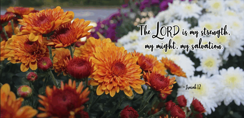 Isaiah12_chrysan1