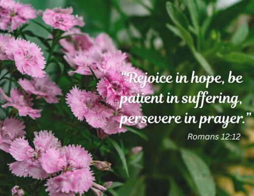 Close up photo of pink flowers against vibrant green leaves. Text in white reads "Rejoice in hope, be patient in suffering, persevere in prayer. Romans 12:12"
