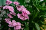 Close up photo of pink flowers against vibrant green leaves.