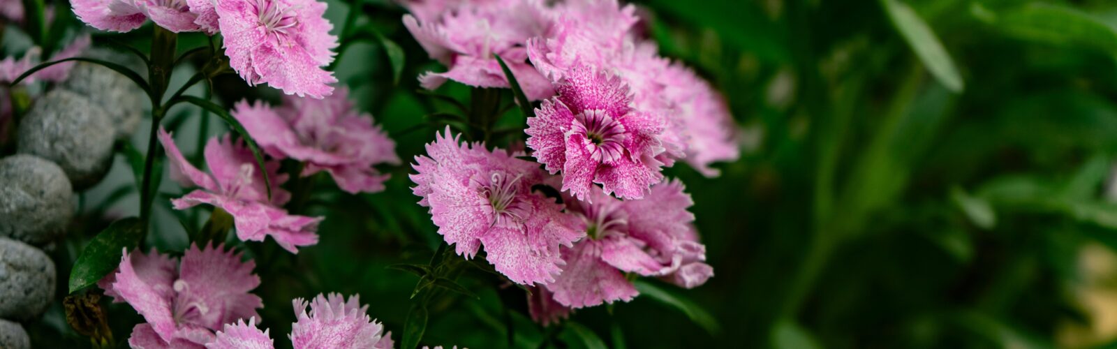 Close up photo of pink flowers against vibrant green leaves.