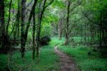 A natural path between 2 patches of grass under a canopy of green trees.