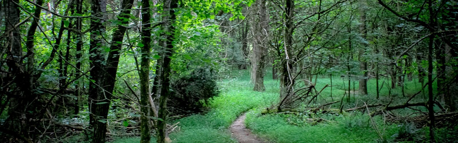 A natural path between 2 patches of grass under a canopy of green trees.