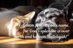 An orange cat and a dark colored dog lay in a sunny spot napping with their heads close together. Text reads: "Let them praise God's name, for God's splendor is over earth and heaven. Hallelujah!" Psalm 148:13