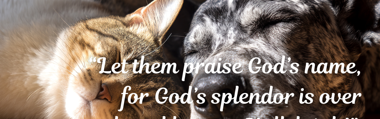 An orange cat and a dark colored dog lay in a sunny spot napping with their heads close together. Text reads: "Let them praise God's name, for God's splendor is over earth and heaven. Hallelujah!" Psalm 148:13