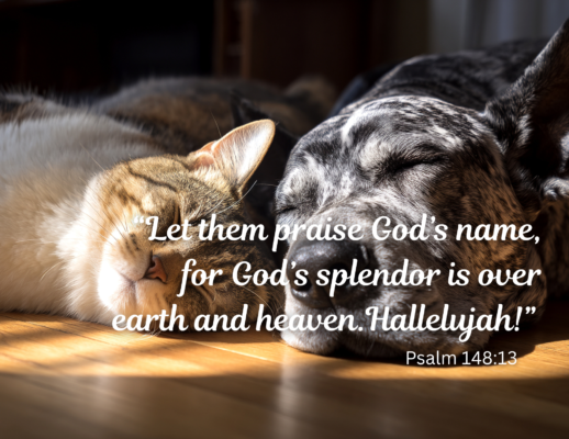 Bulletin 2026-10-11(2) An orange cat and a dark colored dog lay in a sunny spot napping with their heads close together. Text reads: "Let them praise God's name, for God's splendor is over earth and heaven. Hallelujah!" Psalm 148:13